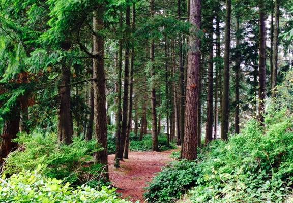 A view of the forest behind JSL