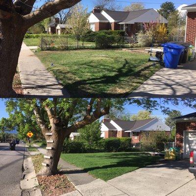 Lawn Revival before and after