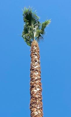 Palm tree trim