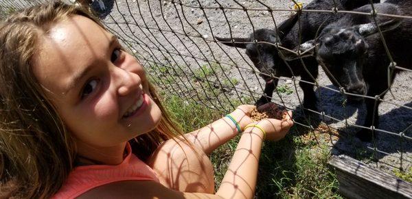 Feeding goats