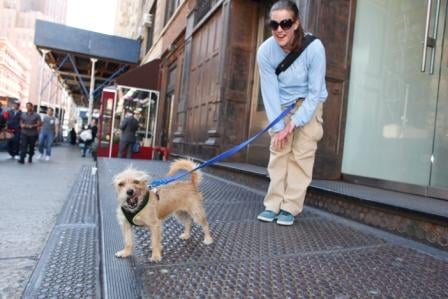 Tribeca dog walking from your home or during day care