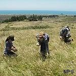 NPS photo of habitat restoration