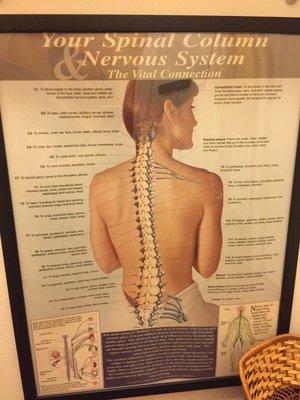 Some Chiro info.