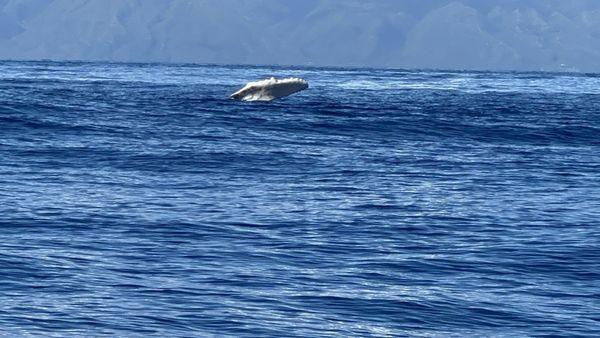 Whale playing