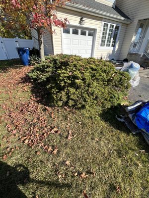 Hedge Trimming