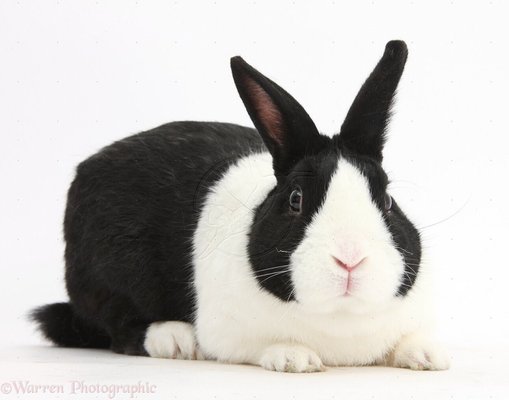 Photo of Bunny D.