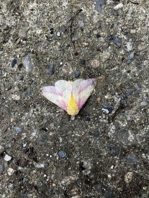 Photo of Bubblegum Moth R.