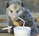 Photo of TexasPossum T.