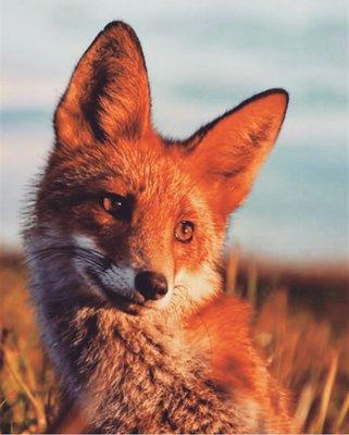 photo of Infamous Fox X.