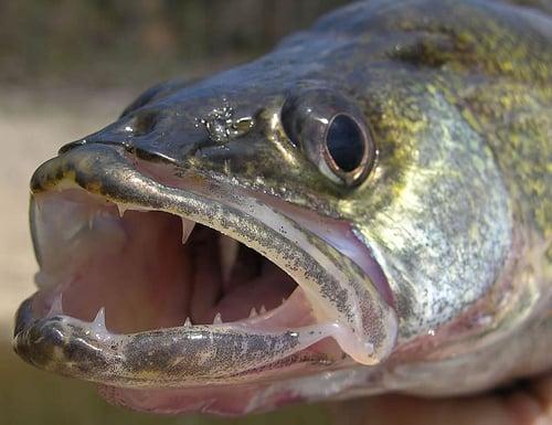 photo of Walleye W.