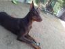 Photo of Doberman M.