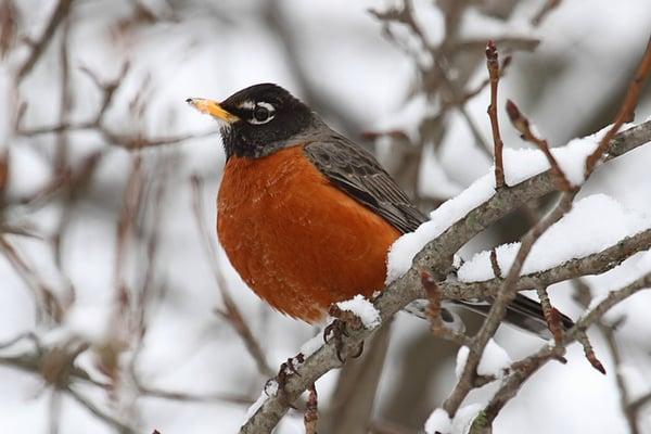 photo of Robins X.