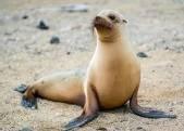 photo of SeaLion G.