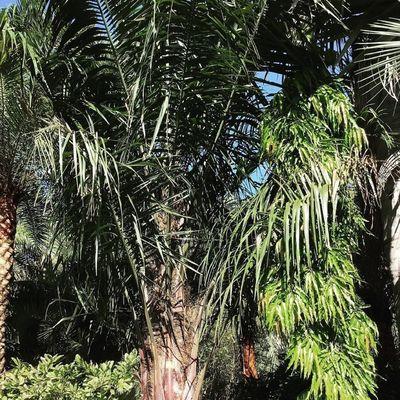 Unique Plants and Palms