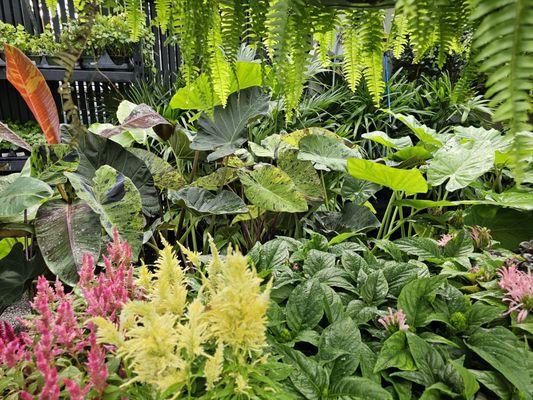 Exotic bananas and elephant ears