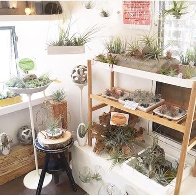 Many different species of air plants to choose from.