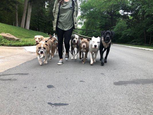 Danielle confidently leading my pack.