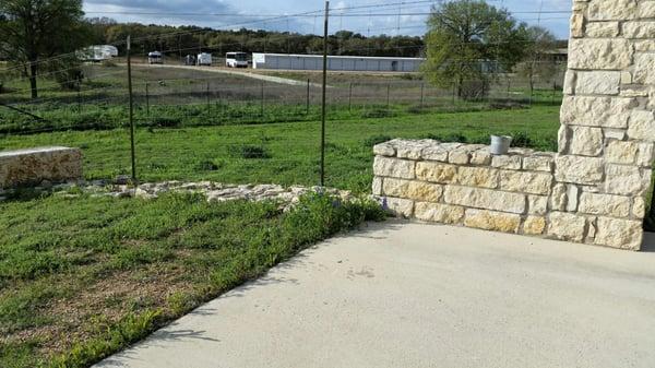 Bluebonnets