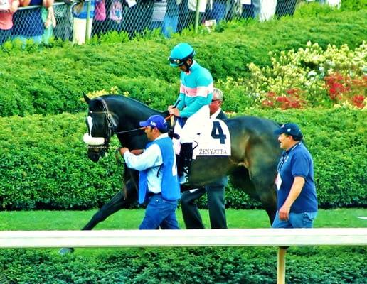 Live horse racing every Jan.-Apr. where the top 3 year old corp comes to prep for the Triple Crown Zenyatta in pic.