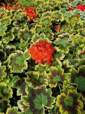 A wide selection of unique geraniums (Pelargonium) - seasonally available