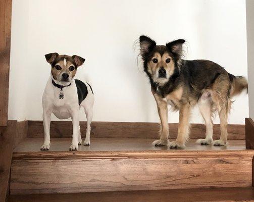 Lana & Rocky ready to strut their stuff