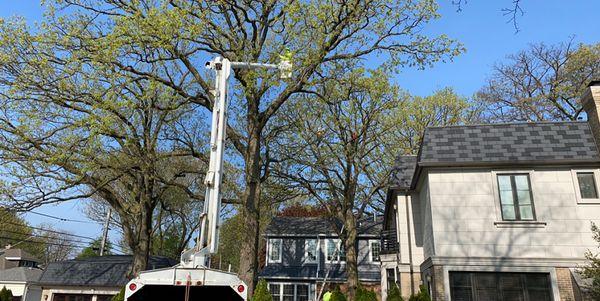 Three large oak tree trimming.