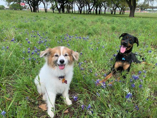 Penny, Austin Sheltie Rescue pup