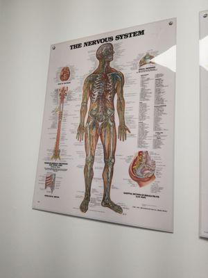 The Nervous System!