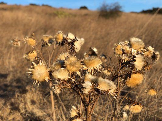 Whiting Ranch Wilderness Park