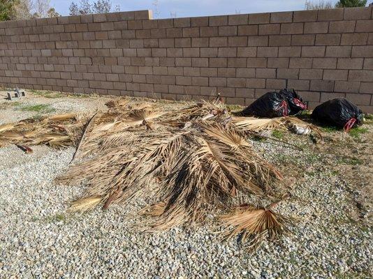 Evil palm leaves of doom. Nasty bastards with spikes and spines that will puncture boot leather.