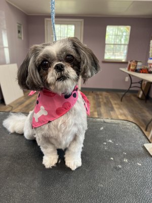 Shih tzu