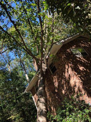 Tree leaning on the house