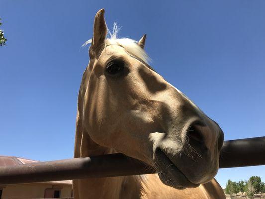 American Ranch Equestrian Center