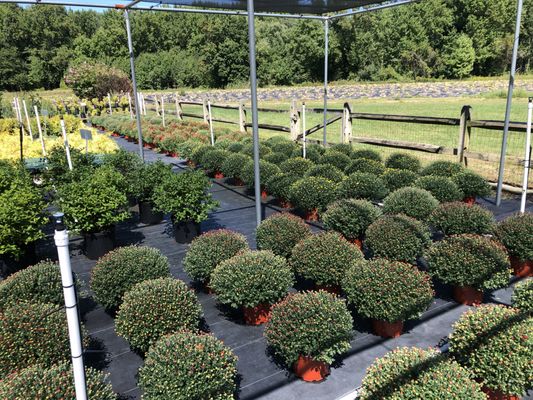 Cloverdale Nursery