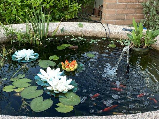 Pond Plants and More and Maintenance