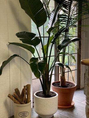 The Majesty Palm & The Bird of Paradise are also lovely together. Pair them with coffee wood for added Aromatherapy. Breathe.