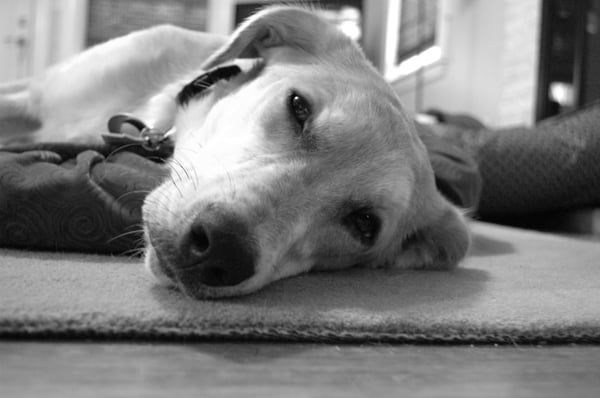 Izzy resting after playtime.