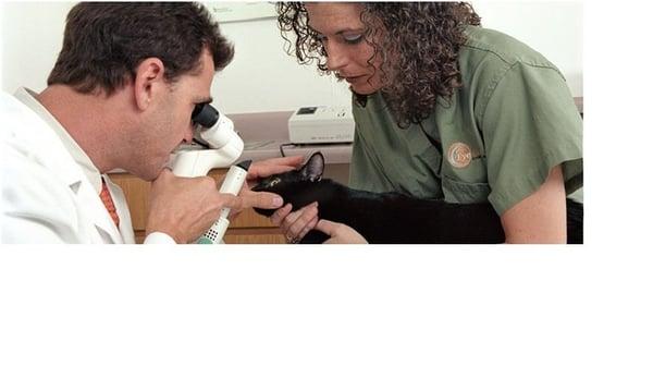 Dr Kennard examining a cat with a painful corneal ulcer