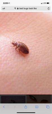 Bed bug in room