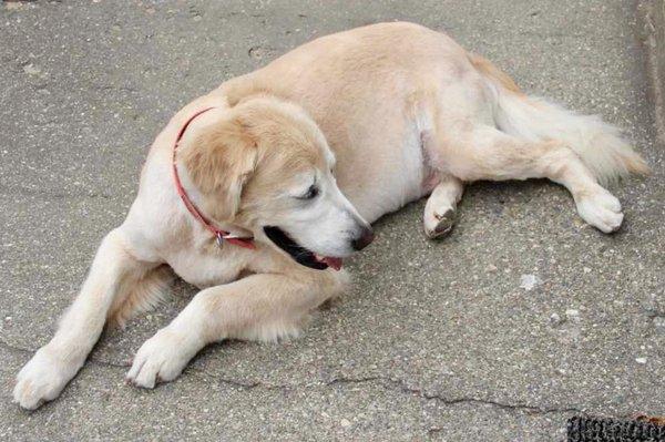 Golden puppy cut