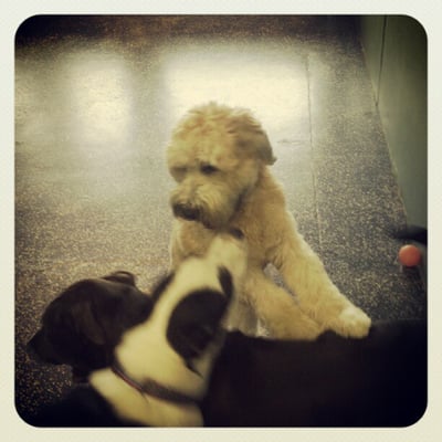 Berkley, Sasha, and Rocco doggie daycare