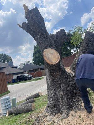 Tree removal