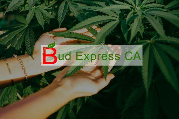 Bud Express