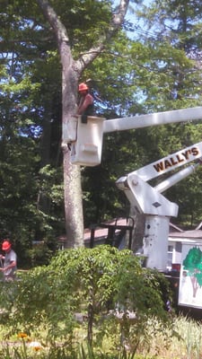 Trimming with aerial  bucket