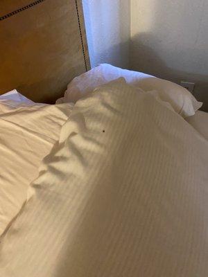 Bed bugs