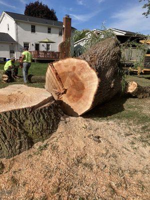 Trying to give you scale of the smaller of the two trees they dealt with.