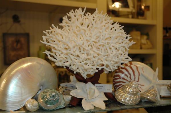 Beautiful Coral and shells!