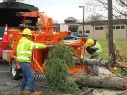 TREE SERVICE LONG ISLAND NEW YORK NASSAU COUNTY AND SUFFOLK COUNTY EMERGENCY TREE SERVICES