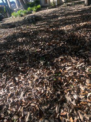 Weeks of mulched leaves left to compost.