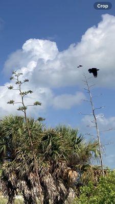 Mockingbird (maybe?) attacking a crow ‍